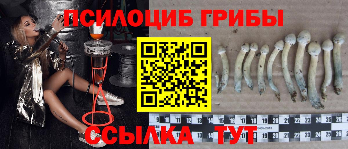 Псилоцибиновые грибы Psilocybine cubensis  Вход с VPN  Можга  Псилоцибиновые грибы мицелий 