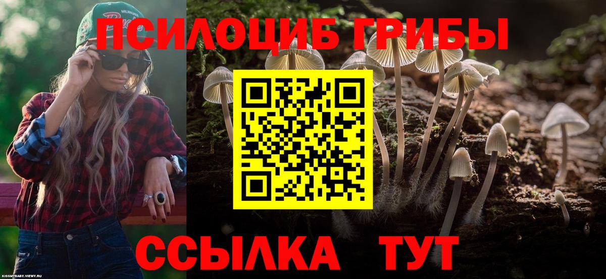 Псилоцибиновые грибы Psilocybe Можга